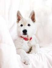Young Fluffy White Puppy