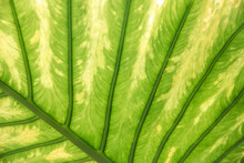 Closeup Of A Palm Leaf