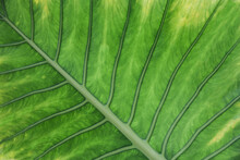 Closeup Of A Palm Leaf