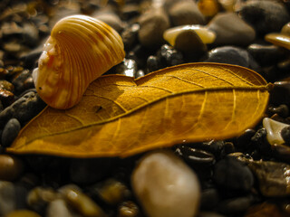 shell on the rocks