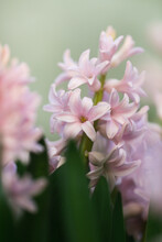 Macro Of Pale Pink Hyacinths