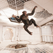 Chimp In Futuristic Room