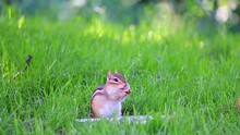 A Video Of A Chipmunk Eating A Peanut.
