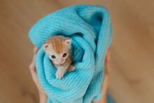 Orange Tabby Kitten.