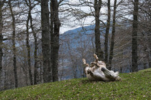 Horse Rolling In Grass