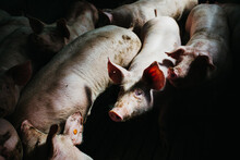 Pigs On A Farm