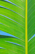 © Kristin Duvall/Stocksy - Palm leaf background