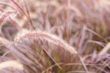 Wild Pink Grass