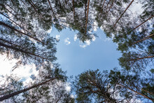 Treetops In Blue Sky Background