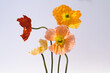 © Thais Varela/Stocksy - colorful poppies portrait.