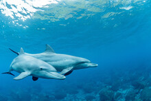 Two Dolphins Swimming Close Together.