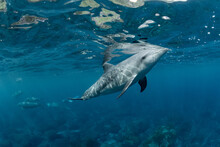 A Dolphin Breathing On The Surface Of The Water
