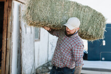 Farmer With Hay Bale On Shoulder