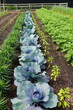 © Khairil - A row of varieties of organic vegetable garden under the sun
