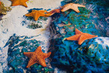 Fototapeta  - starfish on the beach