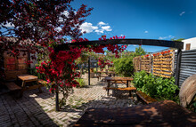 Panoramic View Of Lovely Colorful Outdoor Pub's Backyard Full Of Red Flowers Hanging From A Pergola On A Sunny Day