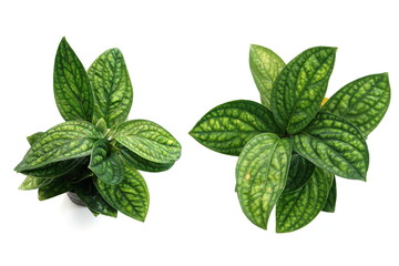 Wall Mural - Top view of green house plant isolated on white background