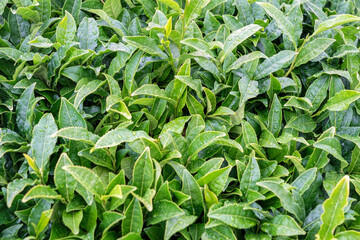 Canvas Print - Fresh green tea leaves