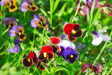 Colored Pansies On The Flowerbed In The Garden
