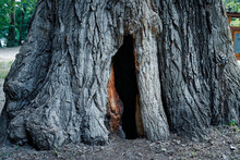 Hollow Tree Trunk With Hole To Enter Inside. Large Opening At The Base Of A Trunk. Darkness Inside A Tree And Mysteries Of The Forest. Old Tree With Large Hollow Cavern Inside, Potential Animal Den.