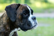 Beautiful Portrait Of Brindle Boxer Dog Outside 