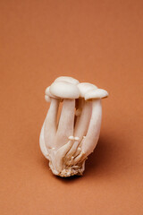 Sticker - Shimeji mushroom or White beech mushrooms on brown background.