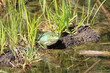 Cute little North American bullfrog standing on a wet log in a green lake in the swamplands