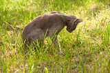 Fototapeta  - Cat Vomiting After Eating Grass In Garden Outdoors In Summer.