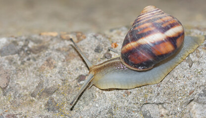 a snail with a shell crawling down the concrete