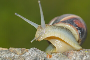 side portrait of crawling snail on concrete on green background