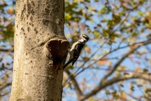 Closeup Shot Of A Downy Woodpecker Perched On A Tree