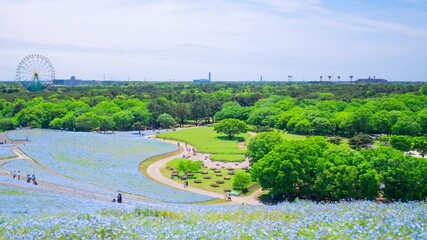 Wall Mural - ネモフィラの丘　タイムラプス　2021年