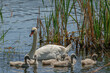 White female swan with a brood of small swans on the lake