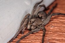 Grey Wolf Spider Female, Hughes, ACT, March 2021