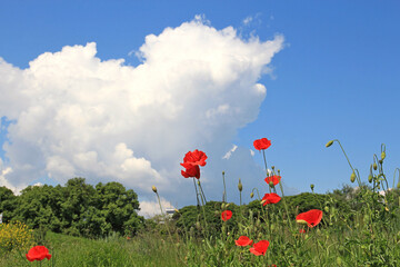 Wall Mural - bright summer poppies in the city garden