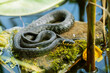 The grass snake (Natrix natrix)  lying on a stone on the shore of the pond