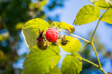 raspberry bushes in a pine forest.ripe juicy red berries on a bush branch	