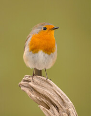 Wall Mural - Pretty bird With a nice orange red plumage