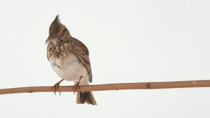 Wall Mural - Crested lark flies away on a white screen