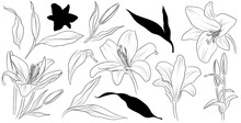 Set Of Hand Drawn Flower Lily And Leaves. Isolated Vector. Black Outline Plant On White Background.