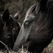 Close Up Of Black Friesian Horse Heads Eating Hay