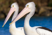 Pair Of Australian Pelicans (Pelecanus Conspicillatus)