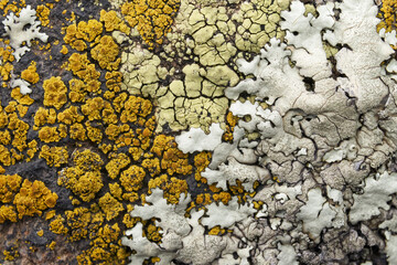 Colorful lichen colony on rock surface; illustration for symbiosis or natural abstract background. Color photo. No.2.