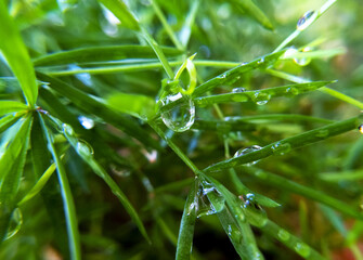 Sticker - Closeup shot of waterdrops on green plants