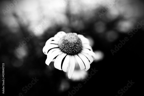 white flower on black