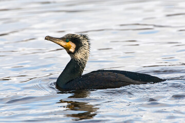 Wall Mural - Aalscholver, Great Cormorant, Phalacrocorax carbo