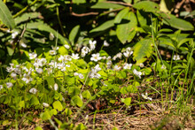 Bunch Of White Wood Sorrel Flowers (Oxalis Acetosella) Are Blooming In Sunshine. Eatable Creamy Oxalis Bloom In Forest Floor Near Rhododendrons. Five-petaled Wood Sorrel Florets Blossoming. 