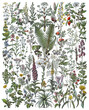 Medicinal plants and herbs collection - vintage illustration from Larousse du xxe siècle