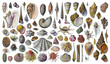Shell collection - vintage illustration from Larousse du xxe siècle