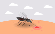 Mosquito Sucking Blood. Realistic Mosquito. Blood Sucking Insects, Peddler Of Dengue, Zika Virus And Malaria Vector Isolated